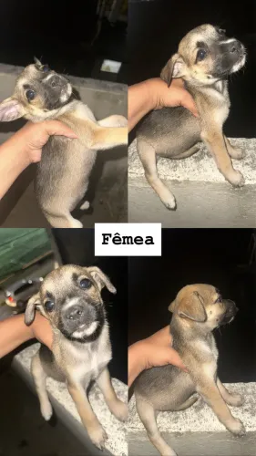 Filhote para doação