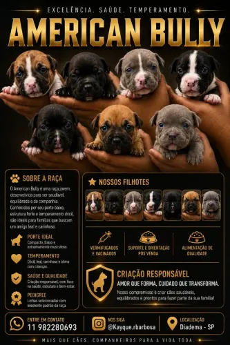 Filhotes de American Bully
