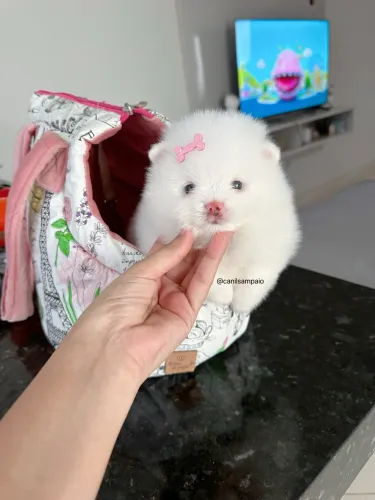 Lulu da Pomerânia Fêmea