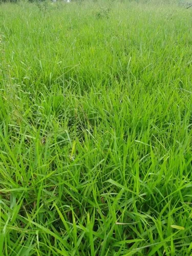 Fazenda em Gurupi.