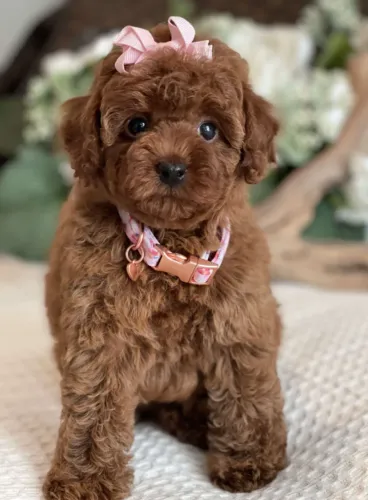Poodle toy branco elegante e obediente
