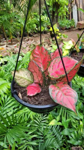 Planta Aglaonema pendente - Linda e Vibrante!