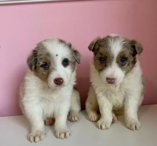 filhotes com pedigree e garantia de saúde em contrato casal de Border collie blue merle 