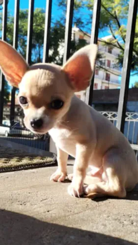 Chihuahua Microchipado e vacinado - Um pet com toda a segurança!