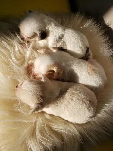 Chihuahua de Várias Cores!