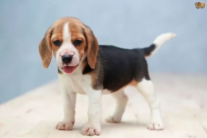Beagle linda fêmea tricolor com 50 dias com pedigree vacina e garantias em contrato