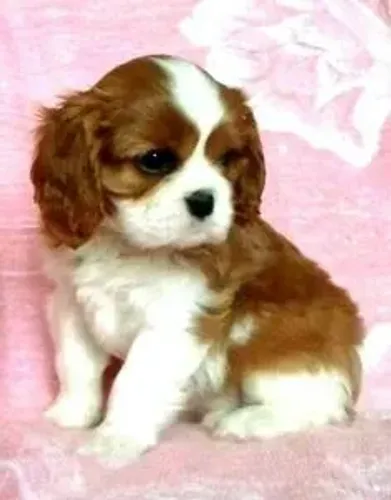 Seu Companheiro Perfeito - Cavalier King