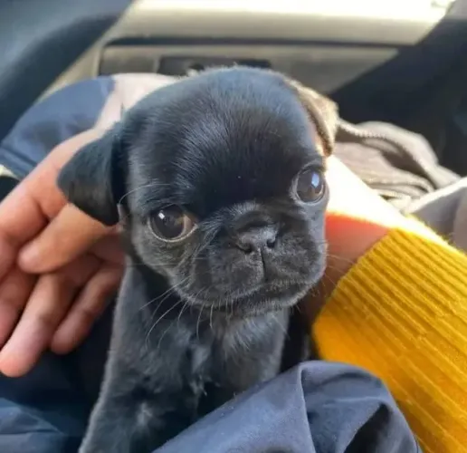 Filhotes de Pug | Muito fofo e bem cuidado!