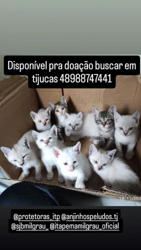 Doação filhotes de gato tijucas 