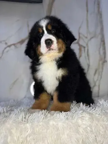 Bernese Mouanting Dog Adote um Amigo para Todas as Horas!