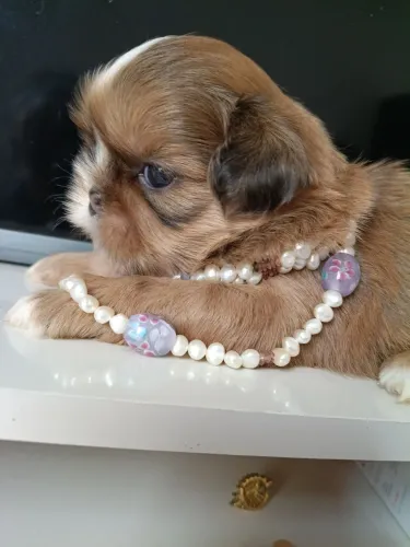 Fêmea shih tzu RJ