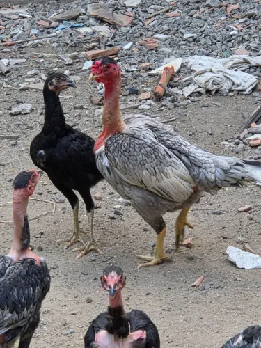Galinha polaca india