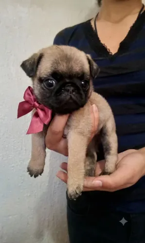 Pug