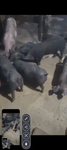 Vendo porco de raça