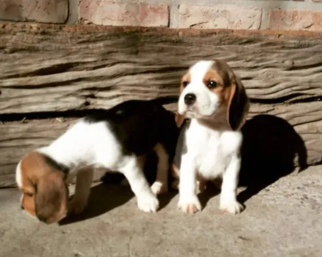 Filhotes de Beagle | Encanto que aproxima pessoas.
