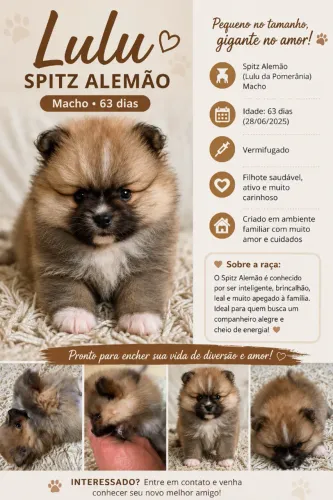animais de estimação