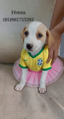 Adoção 