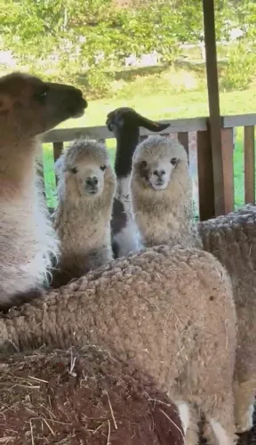 Lhamas machos e fêmeas, animais vacinados e desverminados com origem legal.