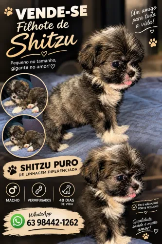 Filhote de shitzu