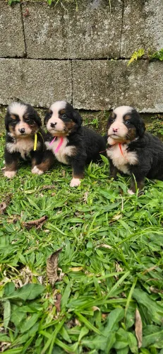 Bernese Mountain com Pedigree,  Microchip 