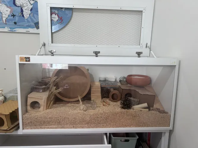 Terrário MDF 100x50x50cm e Acessórios Hamster