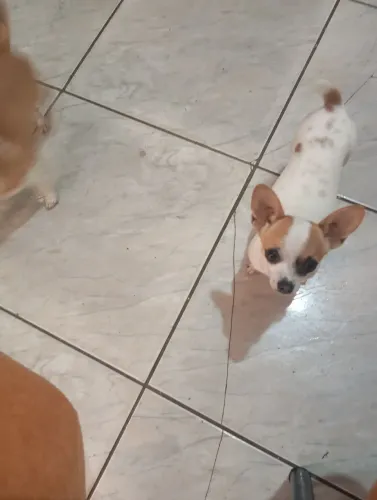 Chihuahua femea