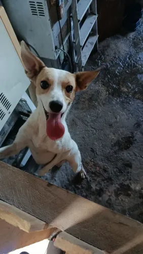 Doa-se cachorro! (Urgente !!)