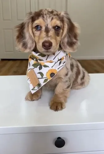 Encontre conosco seu lindo bb de Teckel/Dachshund!!!