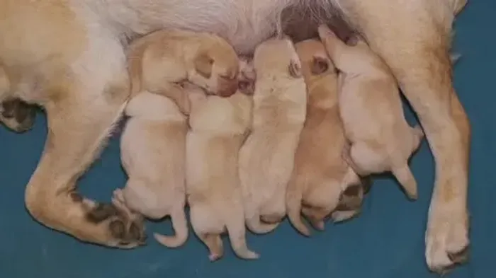 [doação] Filhote de Labrador Vacinado