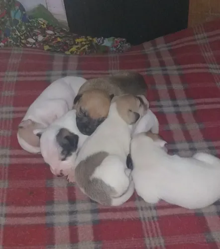 Cachorrinhos p doação,1 fêmea e 4 machos