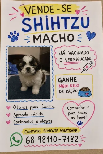 Shitzu