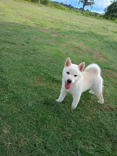 Shiba Inu | Laranja, entre em contato no WhatsApp! 