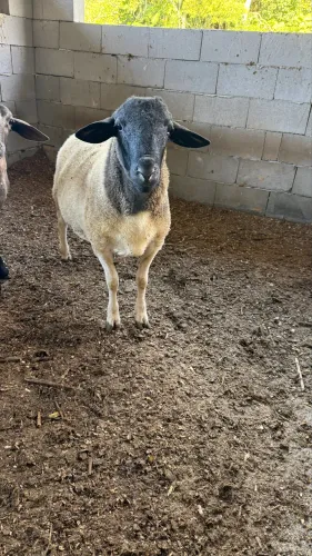 Vendo Carneiro dorper