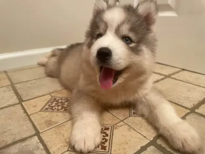Filhotes de Husky Siberiano | Fofura que fala por si só