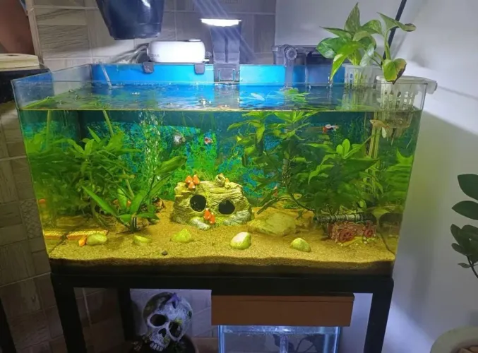 Vendo lindo aquário 60L com bordas arredondadas