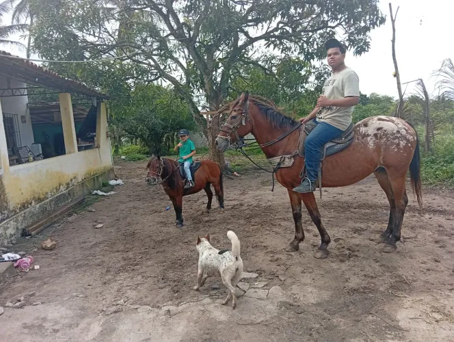 Vendo ponei