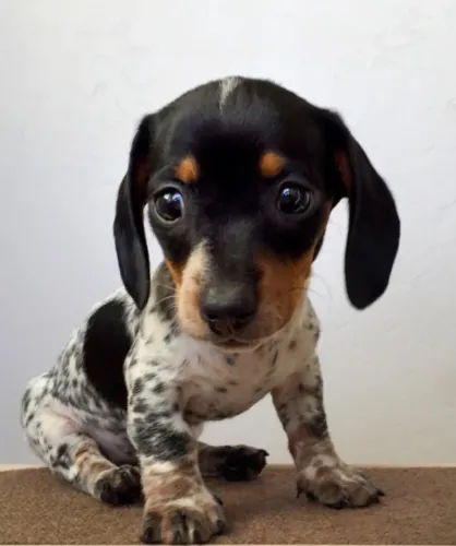Dachshund Presença Especial Para Histórias Memoráveis Juntos