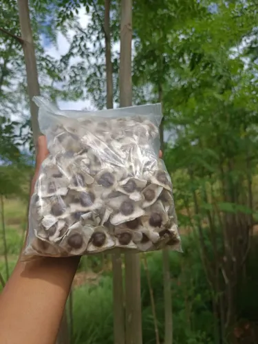 Sementes de Moringa Oleífera para Plantio - 100 Unidades