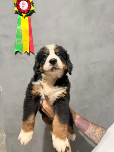 Bernese fêmea filhote 