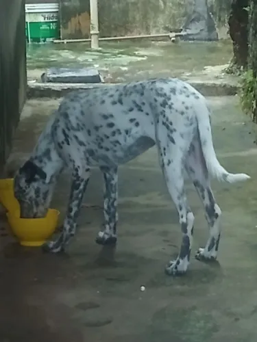 Dálmata Fêmea 4 meses 