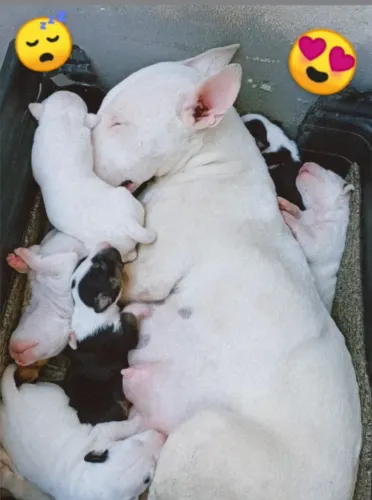 BULLTERRIER INGLÊS