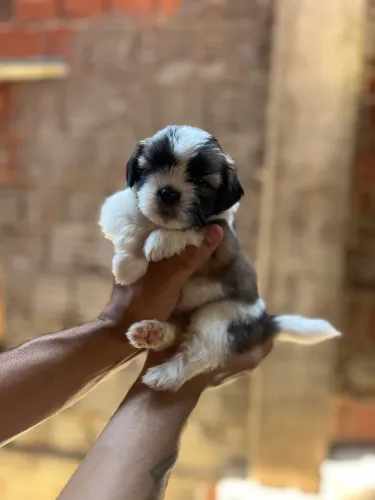 Filhote de Cachorro Shih Tzu Macho