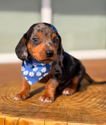 Dachshund Salsichinha Mofadinho
