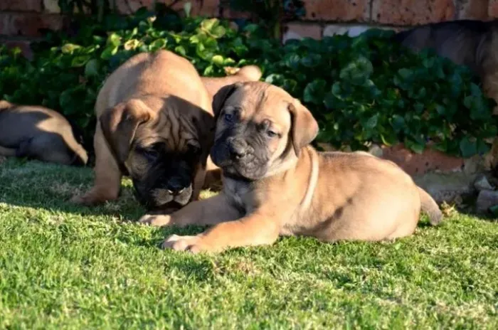 Fila Brasileiro Machos e Femeas