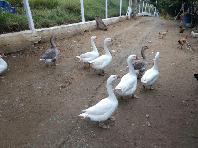 Sítio em Mogi das cruzes Taiaçupeba pertinho da represa