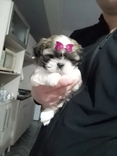 Shitzu cachorrinha
