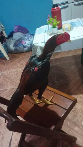 vendo frango