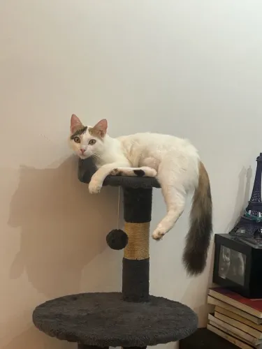 Adoção gata fêmea