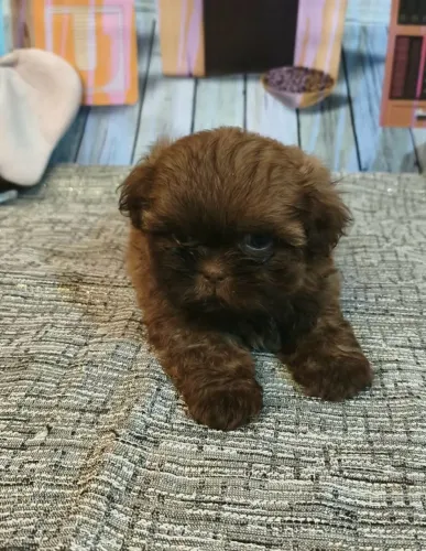 Shitzu macho padrão mini