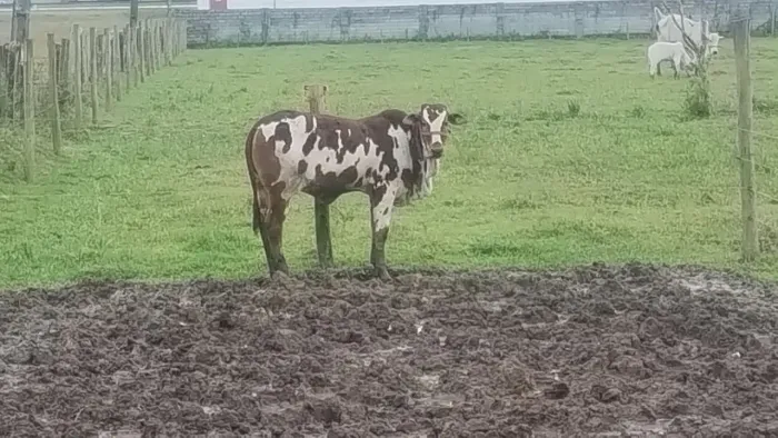 Bessera nelore pintada PO.